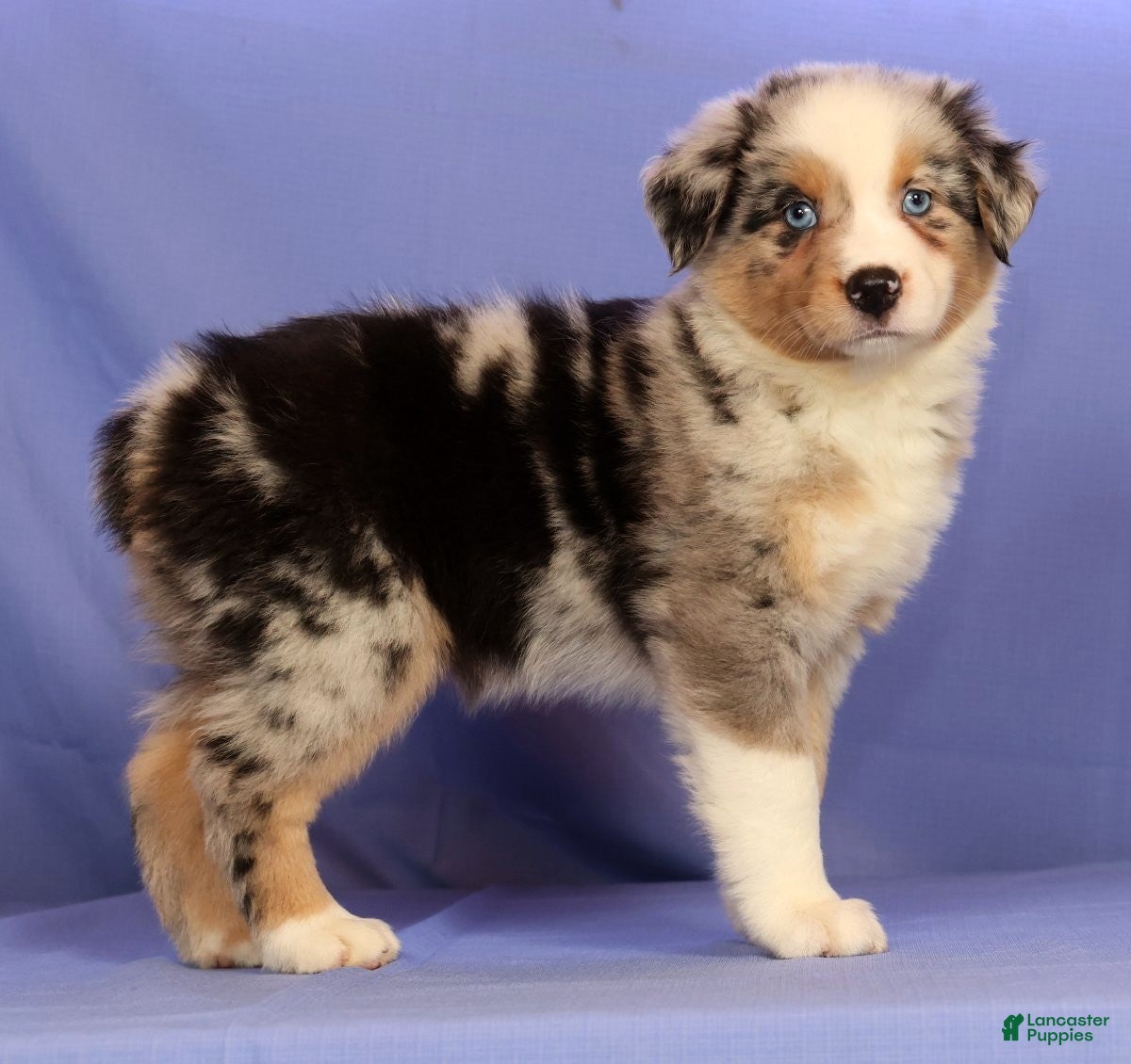 Miniature Australian Shepherd dogs Abby - Ad 1