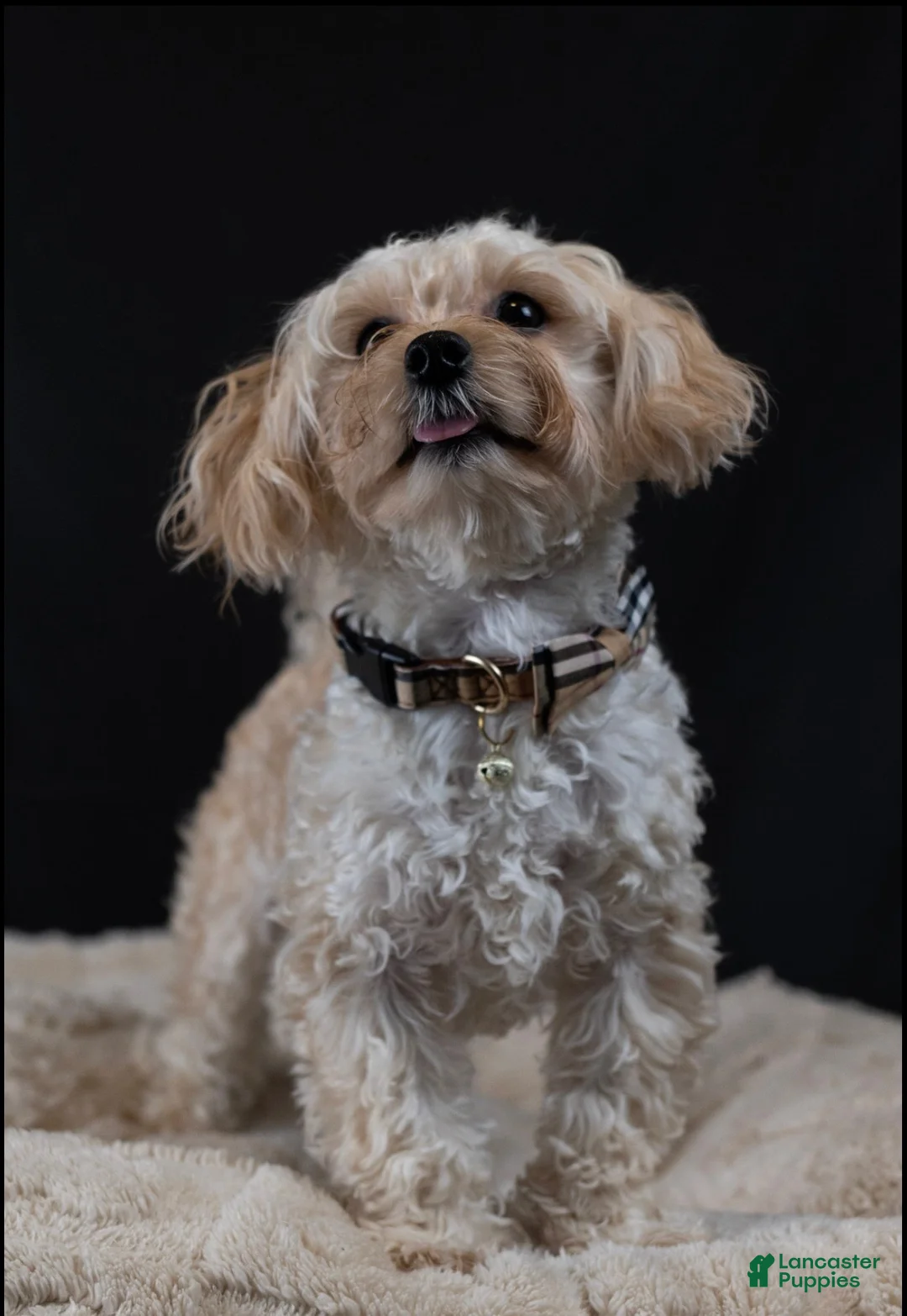 Maltipoo dogs for sale: Topaz - Ad 4