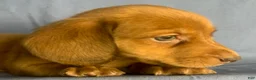 Miniature Dachshund dogs for sale: Chester - Ad 9