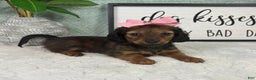 Miniature Dachshund dogs for sale: Delilah  - Ad 2