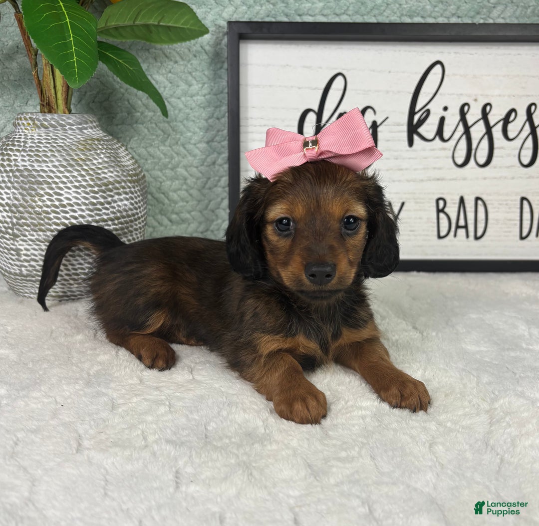 Miniature Dachshund dogs for sale: Delilah  - Ad 2