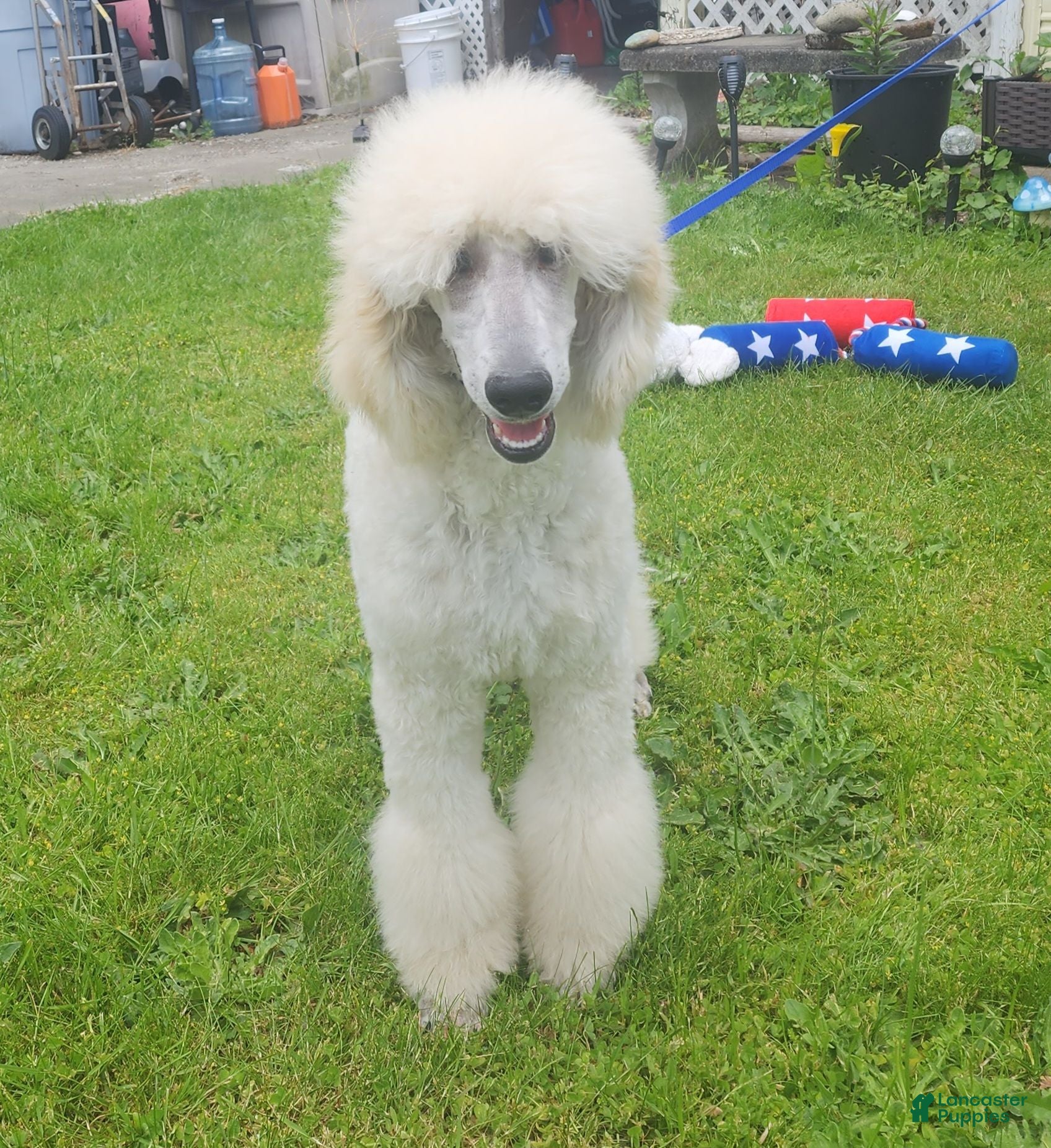 Standard Poodle dogs Standard Poodle 4 - Ad 22