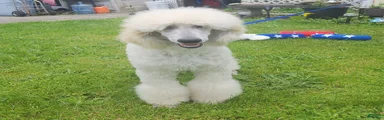 Standard Poodle 4