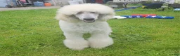 Standard Poodle dogs for sale: Standard Poodle 4 - Ad 1