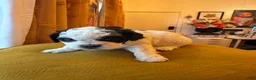 Shihpoo dogs for sale: Truffle - Ad 6