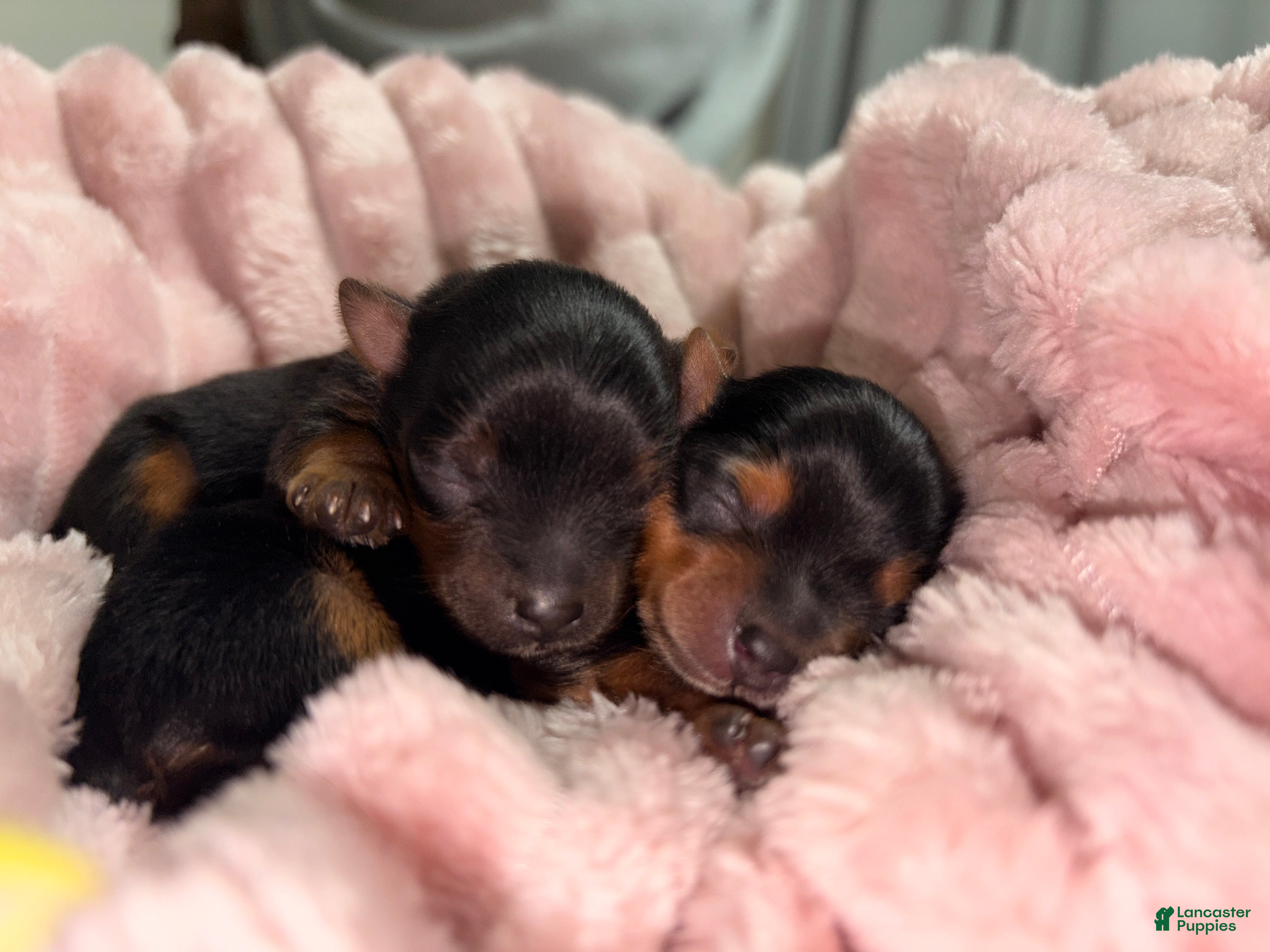 Yorkshire Terrier dogs Green - Ad 3