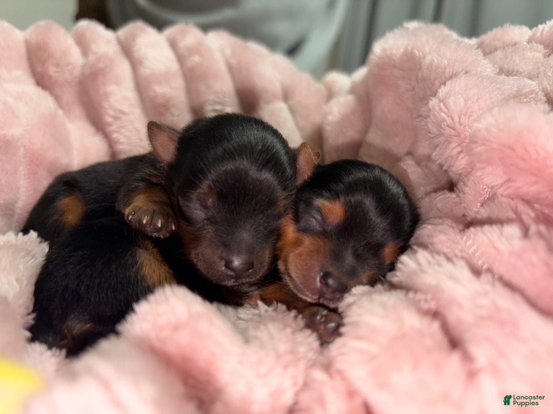 Yorkshire Terrier dogs for sale: Green - Ad 1