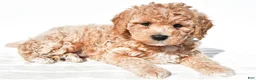 Mini Goldendoodle dogs for sale: Bella - Ad 4