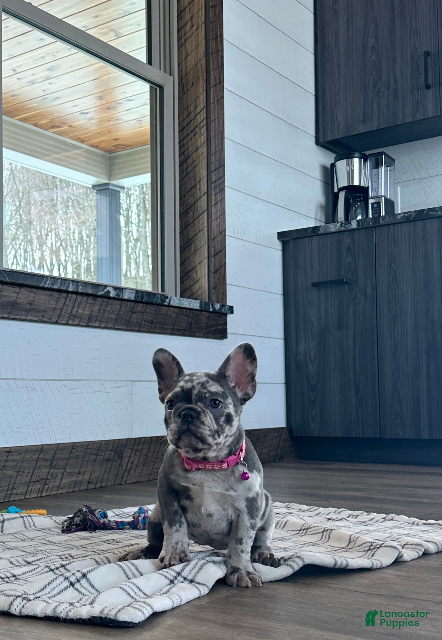 French Bulldog dogs Bailey - Ad 1