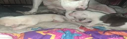 American Pit Bull Terrier dogs for sale: Kimbo Slice - Ad 2