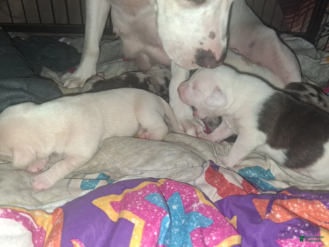 American Pit Bull Terrier dogs for sale: Kimbo Slice - Ad 2