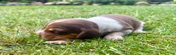 Beagle dogs for sale: Mr Green - Ad 6