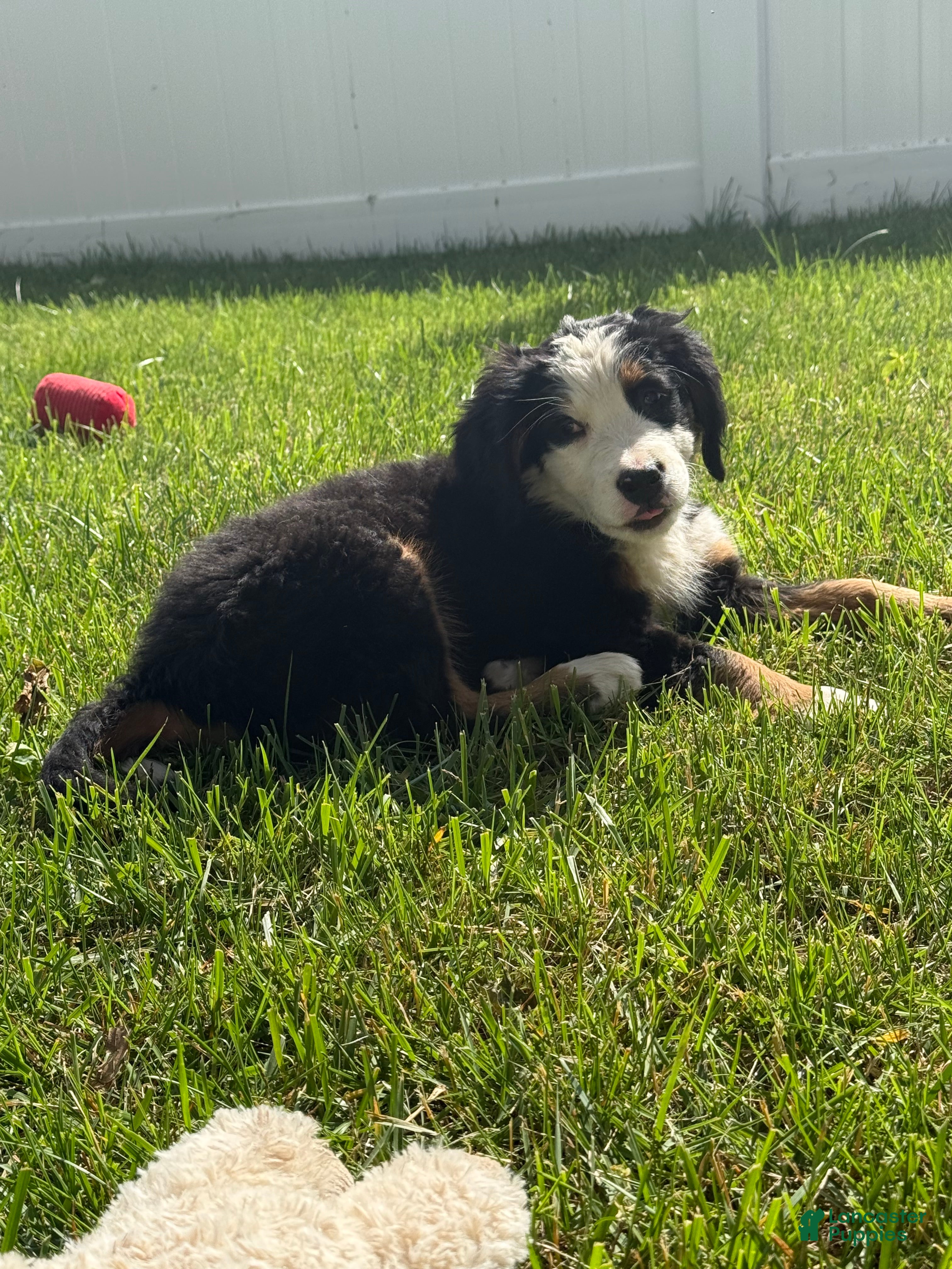 Bernese Mountain Dog dogs Shandy  - Ad 2