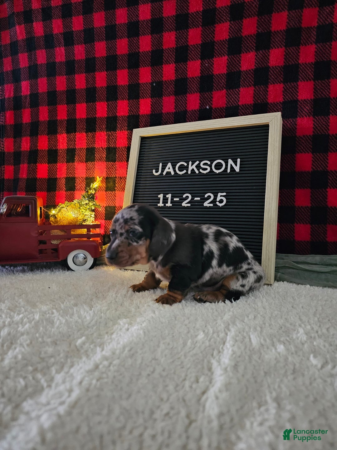 Miniature Dachshund dogs for sale: Jackson - Ad 6