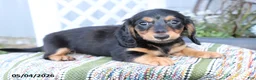 Miniature Dachshund dogs for sale: Peanut - Ad 1