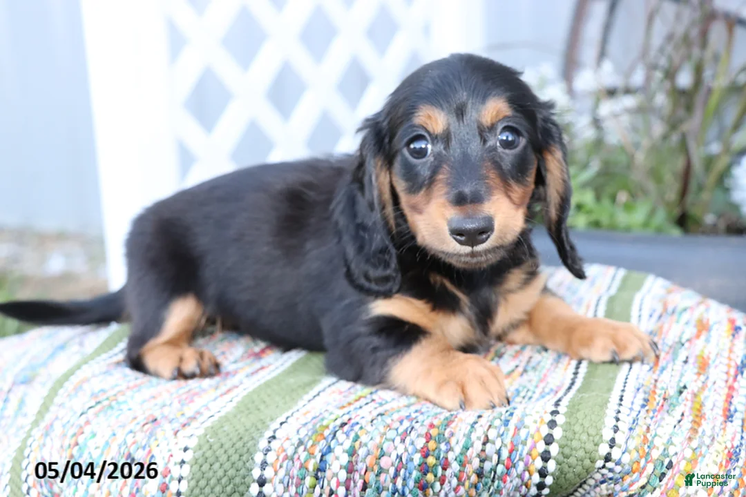 Miniature Dachshund dogs for sale: Peanut - Ad 1