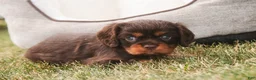 Cavalier King Charles Spaniel dogs for sale: Penelope Cavalier King Charles Spaniel  - Ad 4