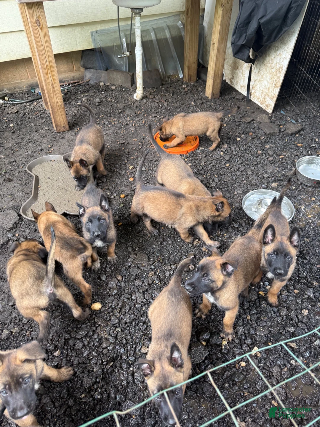 Belgian Malinois dogs for sale: Belgian Malinois 2 - Ad 1