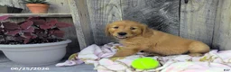 Golden Retriever dogs for sale: Tatum - Ad 4