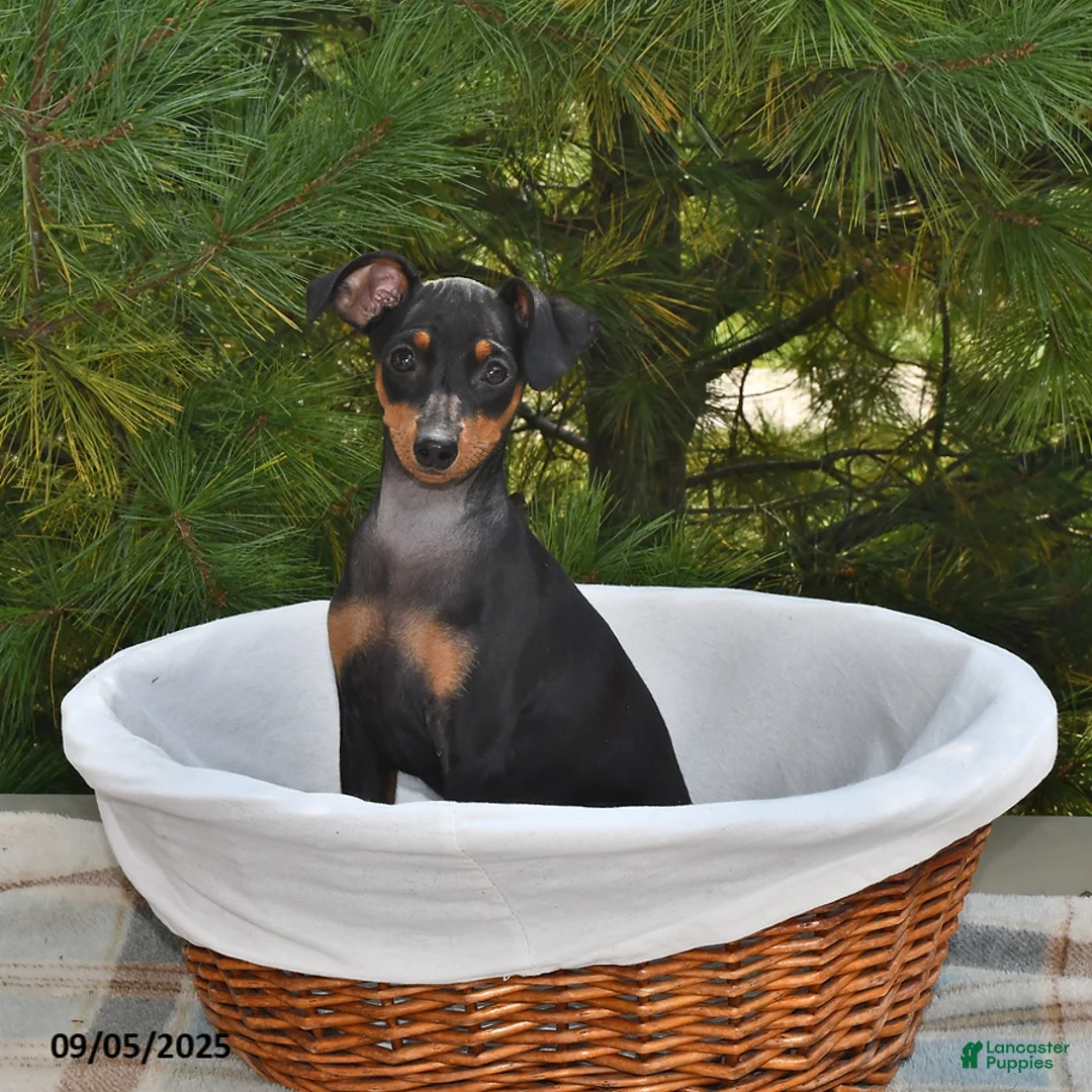 Miniature Pinscher dogs for sale: Peanut - Ad 2