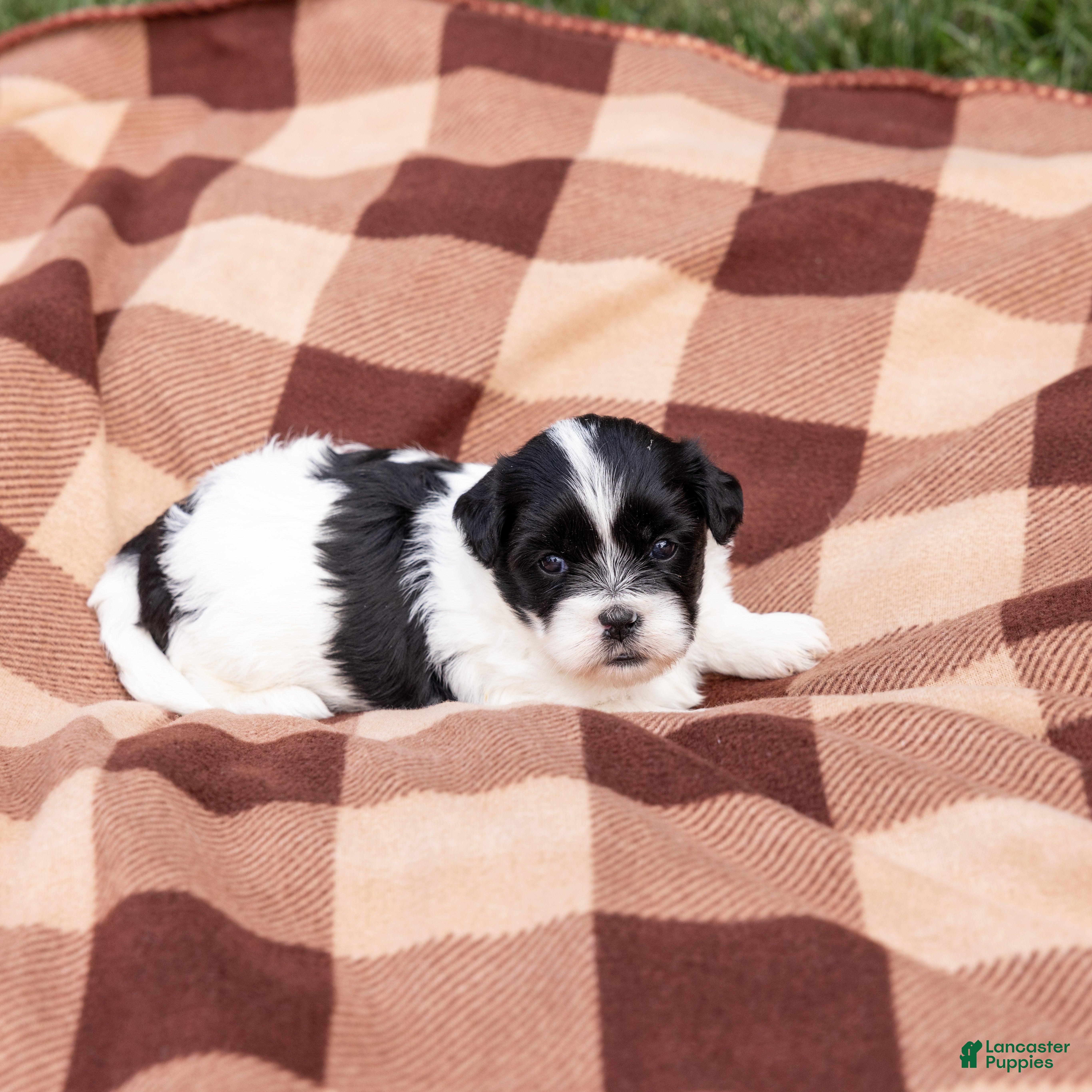 Teddy Bear dogs Clove - Ad 2