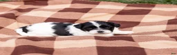 Teddy Bear dogs for sale: Clove - Ad 2
