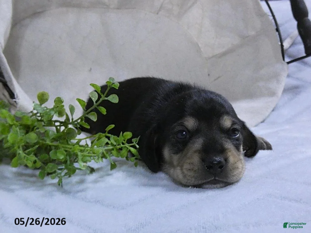 Dachshund dogs for sale: Will  - Ad 1