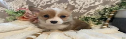 Welsh Corgi Pembroke dogs for sale: Skye - Ad 9