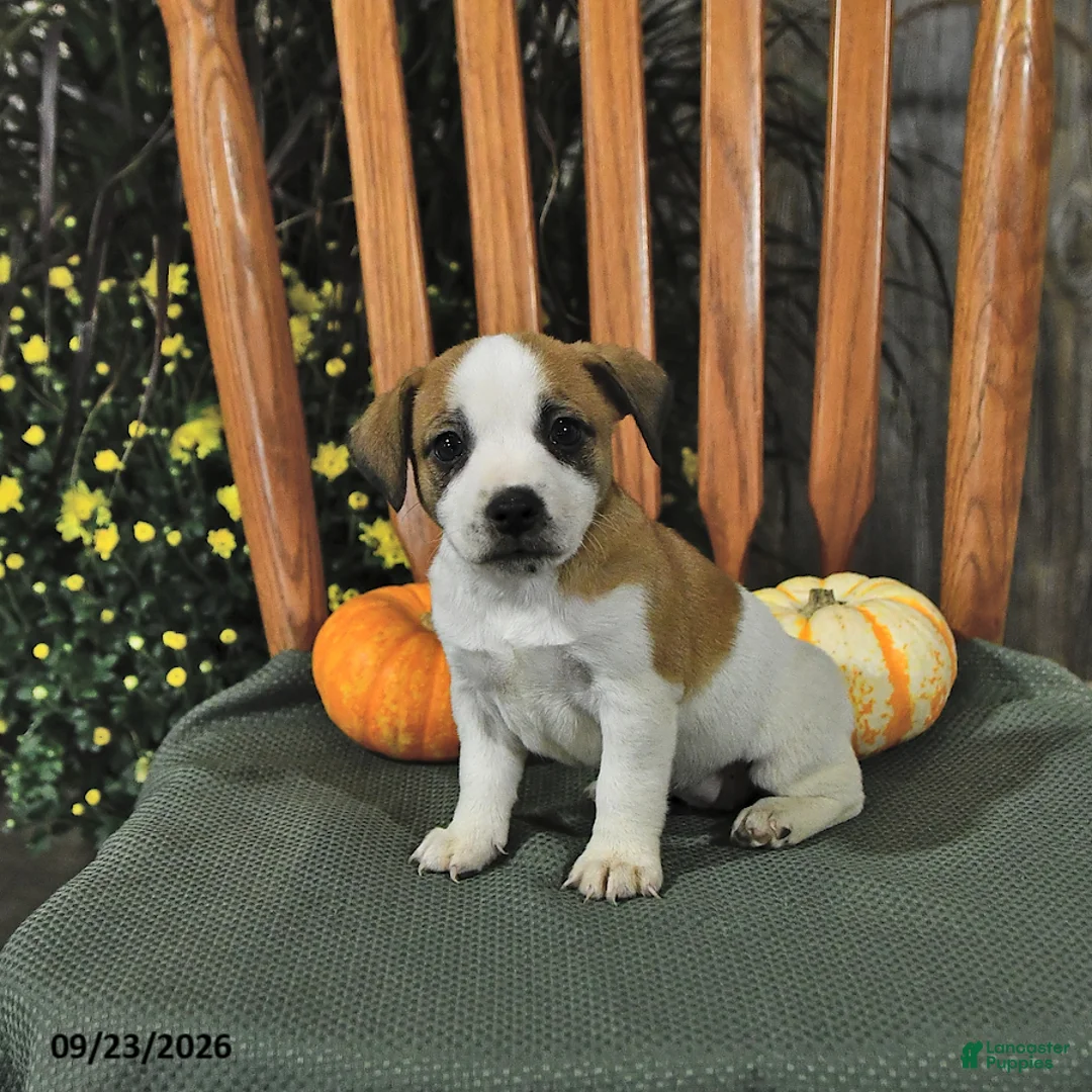 Jack Russell Terrier dogs for sale: Frances - Ad 1