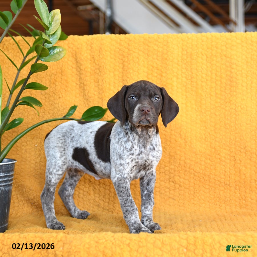 German Shorthaired Pointer dogs Bunny - Ad 2