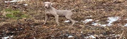 Weimaraner dogs for sale: Maggie's F1 - Ad 4