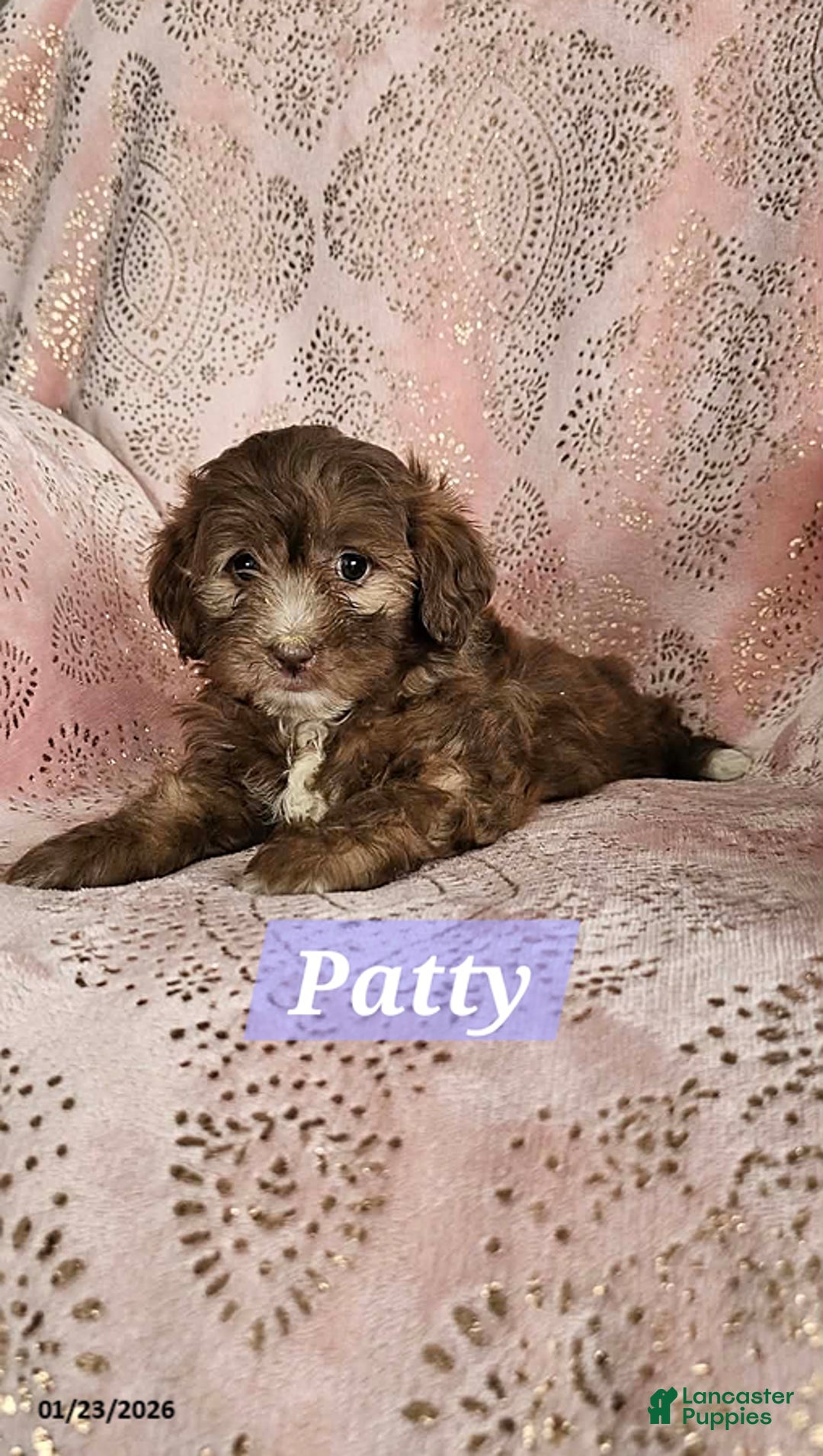 Shihpoo dogs for sale: Patty - Ad 1