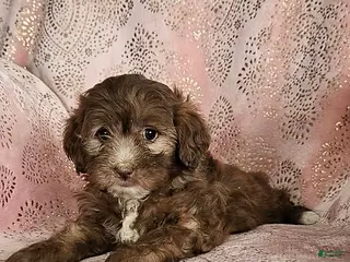 Shihpoo dogs Patty - Ad 22