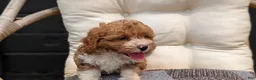 Havapoo dogs for sale: Baxter  - Ad 8