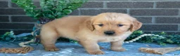 Golden Retriever dogs for sale: Pilot - Ad 3