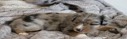 Miniature Australian Shepherd dogs for sale: Grady - Ad 9