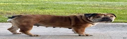 English Bulldog dogs for sale: Madam Mary Kate of Bulldogs Inc. - Ad 6