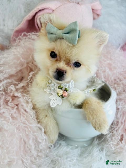 Pomeranian dogs Pomeranian Puppy 1 - Ad 13