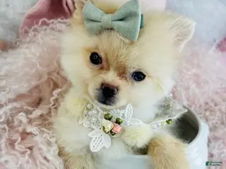 Pomeranian dogs Pomeranian Puppy 1 - Ad 13