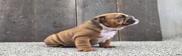 English Bulldog dogs for sale: Stella - Ad 3