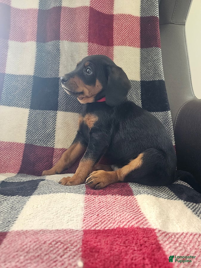 Mixed Breed dogs Cody - Ad 2