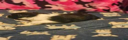 Chihuahua dogs for sale: Butter (T-Cup) - Ad 11