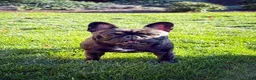 French Bulldog dogs for sale: Amara - Ad 13