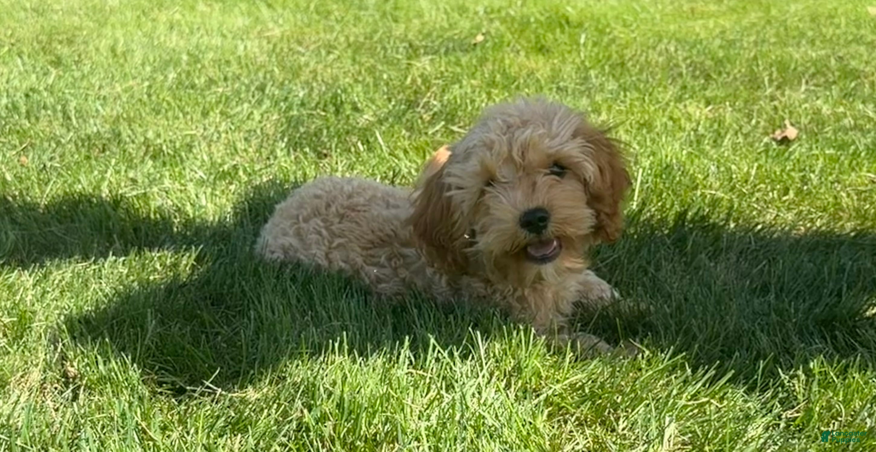 Cavapoo dogs Alex - Ad 1