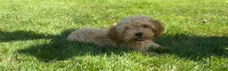 Cavapoo dogs for sale: Alex - Ad 1