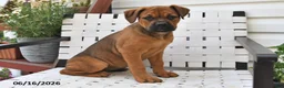 Mixed Breed dogs for sale: Lacy - Ad 5