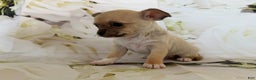 Chihuahua dogs for sale: Cody - Ad 1