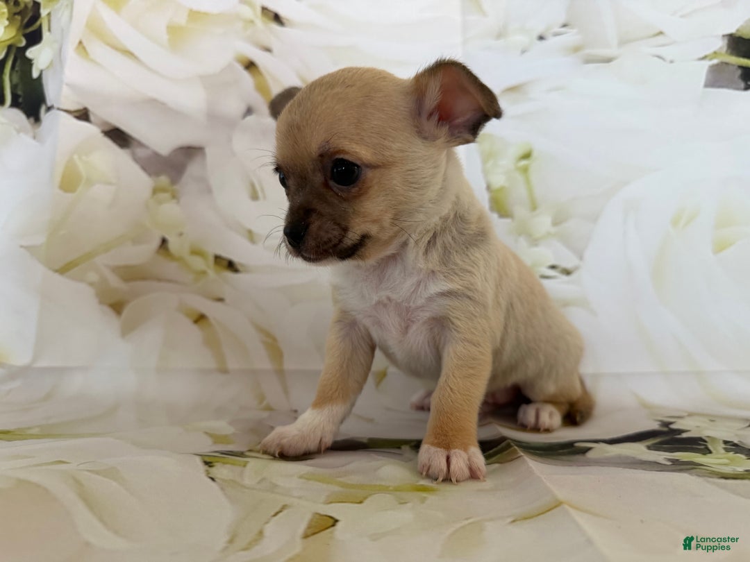 Chihuahua dogs for sale: Cody - Ad 1
