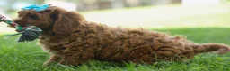Cavapoo dogs for sale: OSCAR - Ad 15