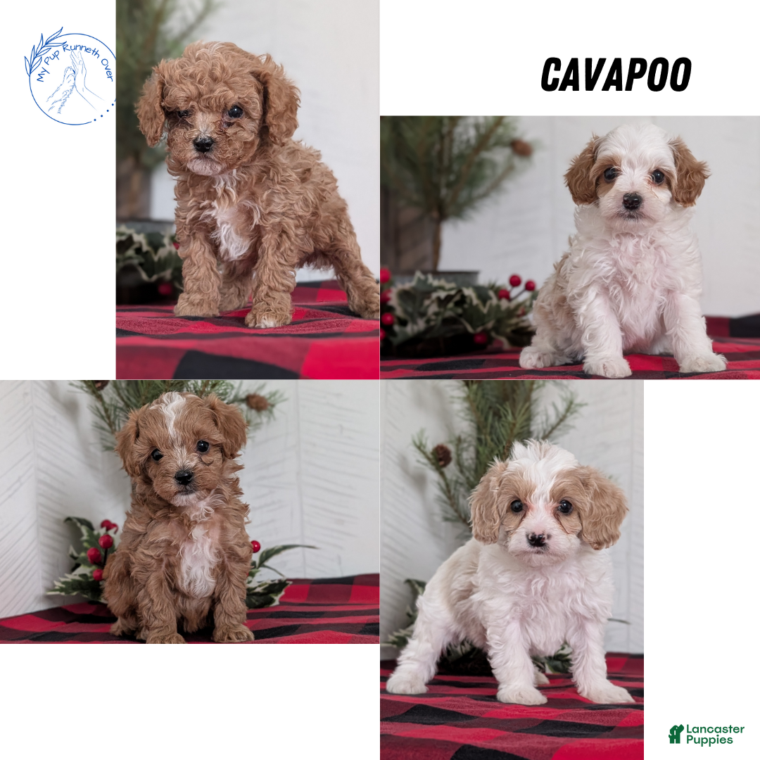 Cavapoo dogs for sale: Delilah  - Ad 13